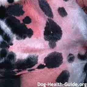 dog skin problems pictures