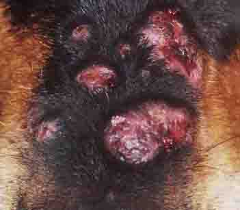 Canine Skin Infection on Nose