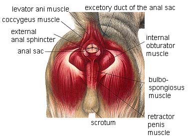 Canine Anal Glands Diagram