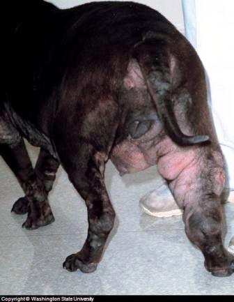 Canine Cancer Canine Cancer