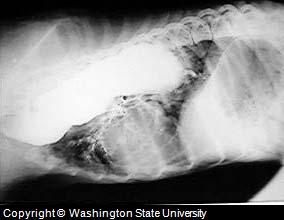 Canine Cough Diagnosis