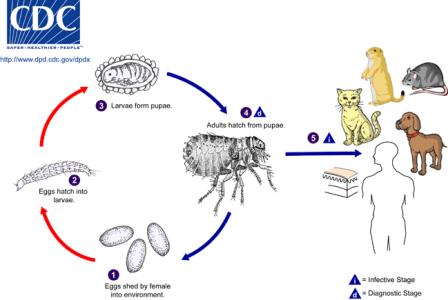 illustration of dog flea lifecycle