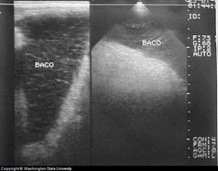 Enlarged Canine Spleen