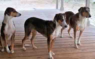 Cloned Dogs