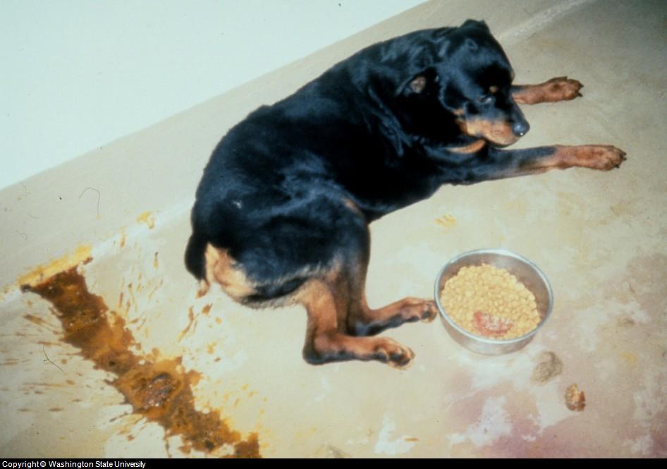 Control Dog Diarrhea - Dog with Diarrhea Due To Salmon Poisoning