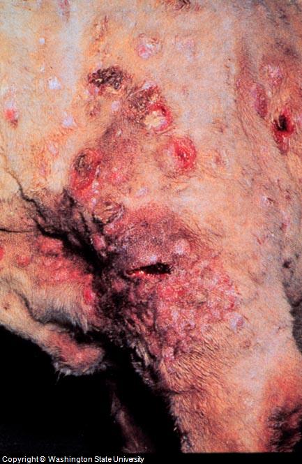 Canine Lymphoma Lesions Canine Lymphoma Lesions
