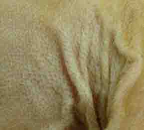 Cushing's Disease in Dog Cushing's Disease in Dog - Example 1