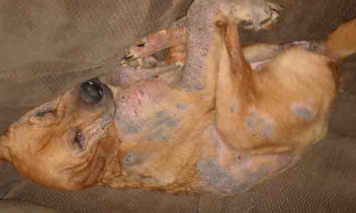 Dog With Demodectic Mange Dog With Demodectic Mange