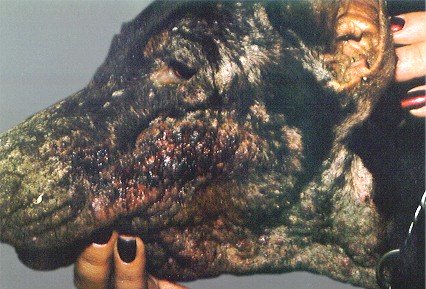 Picture of Demodectic Canine Mange Picture of Demodectic Canine Mange