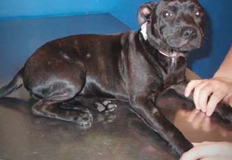 Localized Juvenile Demodicosis demodex mange picture