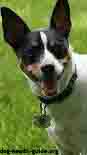 Dog With Addison's Disease Receiving Successful Treatment Dog With Addison's Disease Receiving Successful Treatment