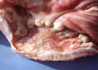 Dog Gastric Adenocarcinoma Tumor