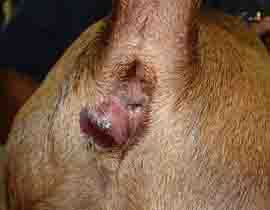 Failure to Express The Anal Glands Regularly Could Result In An Anal Gland Abscess Like This One
