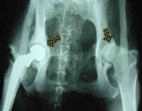 Dog Arthritis Xray - Example 1 Dog Arthritis Xray - Example 1