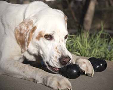 Dog Chewing: Provide Options such as a Goody Toy by Kong