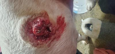 Dec. 05 2023 Bite Wound on My Dog