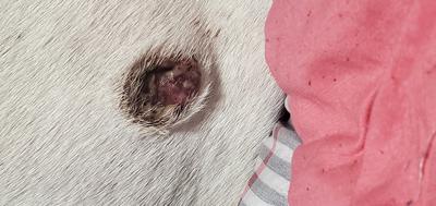 Oct. 20 2023 Bite Wound on My Dog