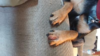 Swollen Red Dog Paw
