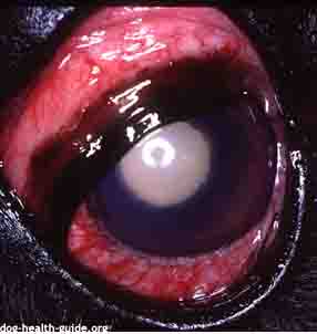 Dog Conjunctivitis Due to Glaucoma