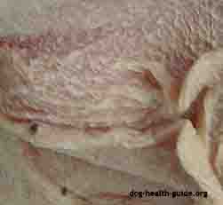 Canine Cushing's Symptoms - Example 3 Canine Cushing's Symptoms - Example 3