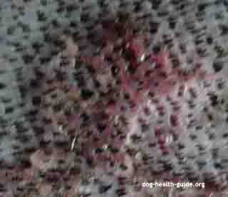 Canine Cushing's Syndrome - Example 2 Canine Cushing's Syndrome - Example 2
