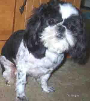 Canine Cushing's Syndrome - Example 2 Canine Cushing's Syndrome - Example 2