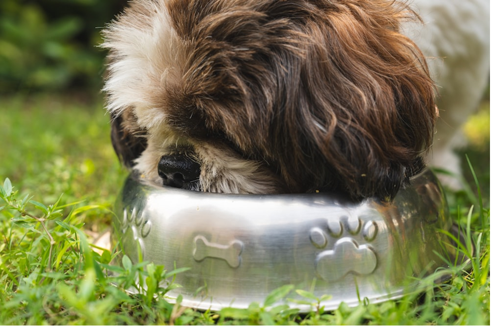 dog drinking from bowl