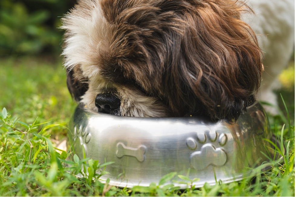 dog drinking from bowl dog drinking from bowl