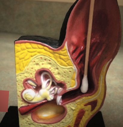 dog ear anatomy model dog ear anatomy