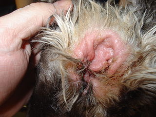 Dog Ear Infection