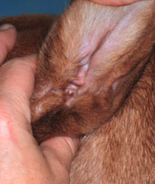 dog ear massage - example 2 dog ear cleaning