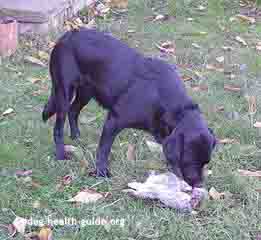 dog eating rabbit