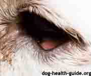 Dog Ectropion Dog Ectropion