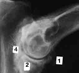 Dog X-ray Showing Elbow Arthritis
