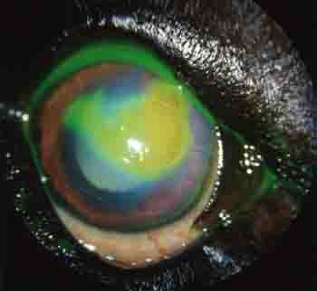 Dog Eye Ulcer