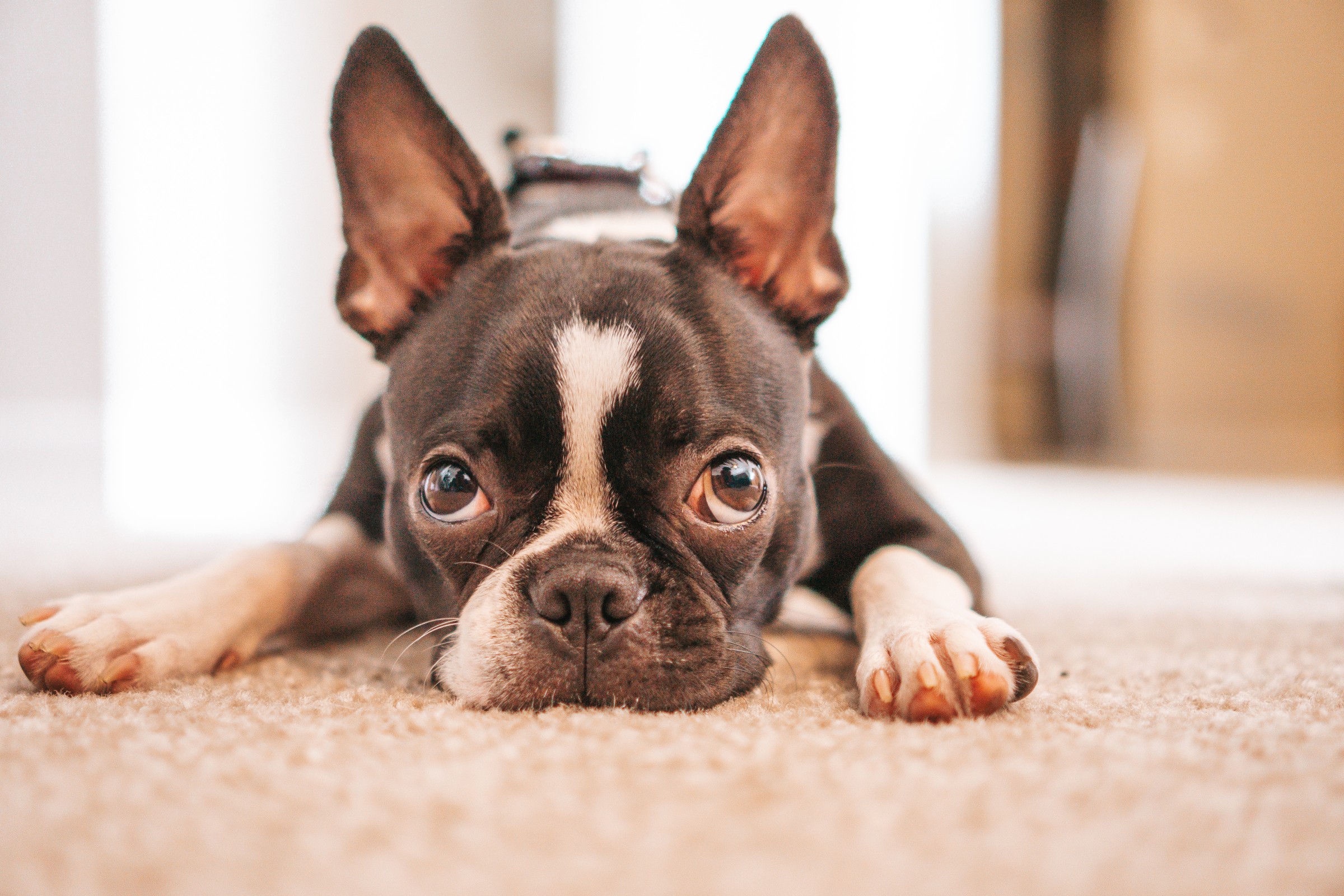 pug puppy