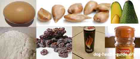 foods poisonous to dogs