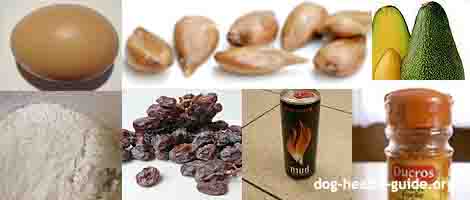 foods poisonous to dogs foods poisonous to dogs