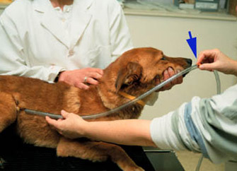 Dog Gastric Intubation - Example 1