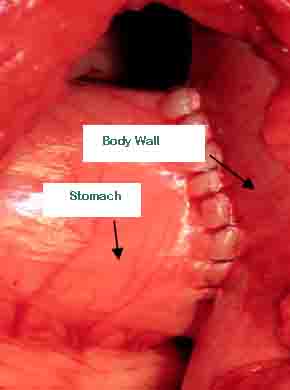 Dog Gastropexy - Example 1