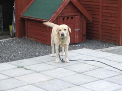 Male Lab with Dog Head Shaking Problem