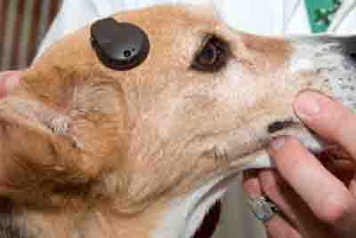 Dog Hearing Aid - VSB Implant