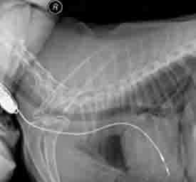 X-ray of Dog Pacemaker Dog Pacemaker