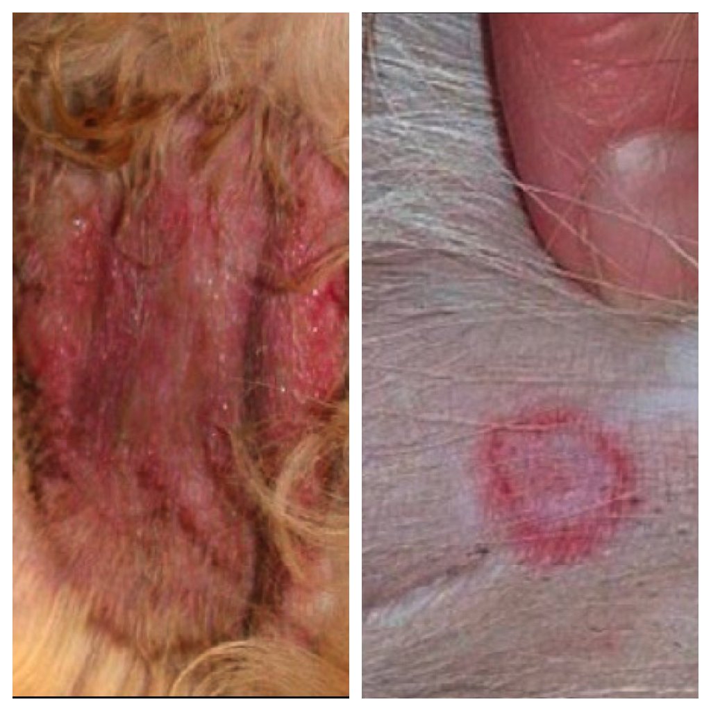 dog hotspot vs ringworm dog hotspot vs ringworm