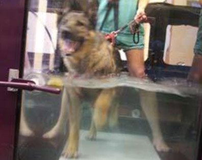 dog undergoing hydrotherapy for arthritis