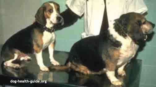 Dog Comparison - Hypothyroidism Dog Comparison - Hypothyroidism