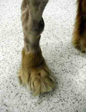 dog immune mediated arthritis - tarsus - example 6 dog immune mediated arthritis - tarsus - example 6