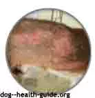 dog infection mange