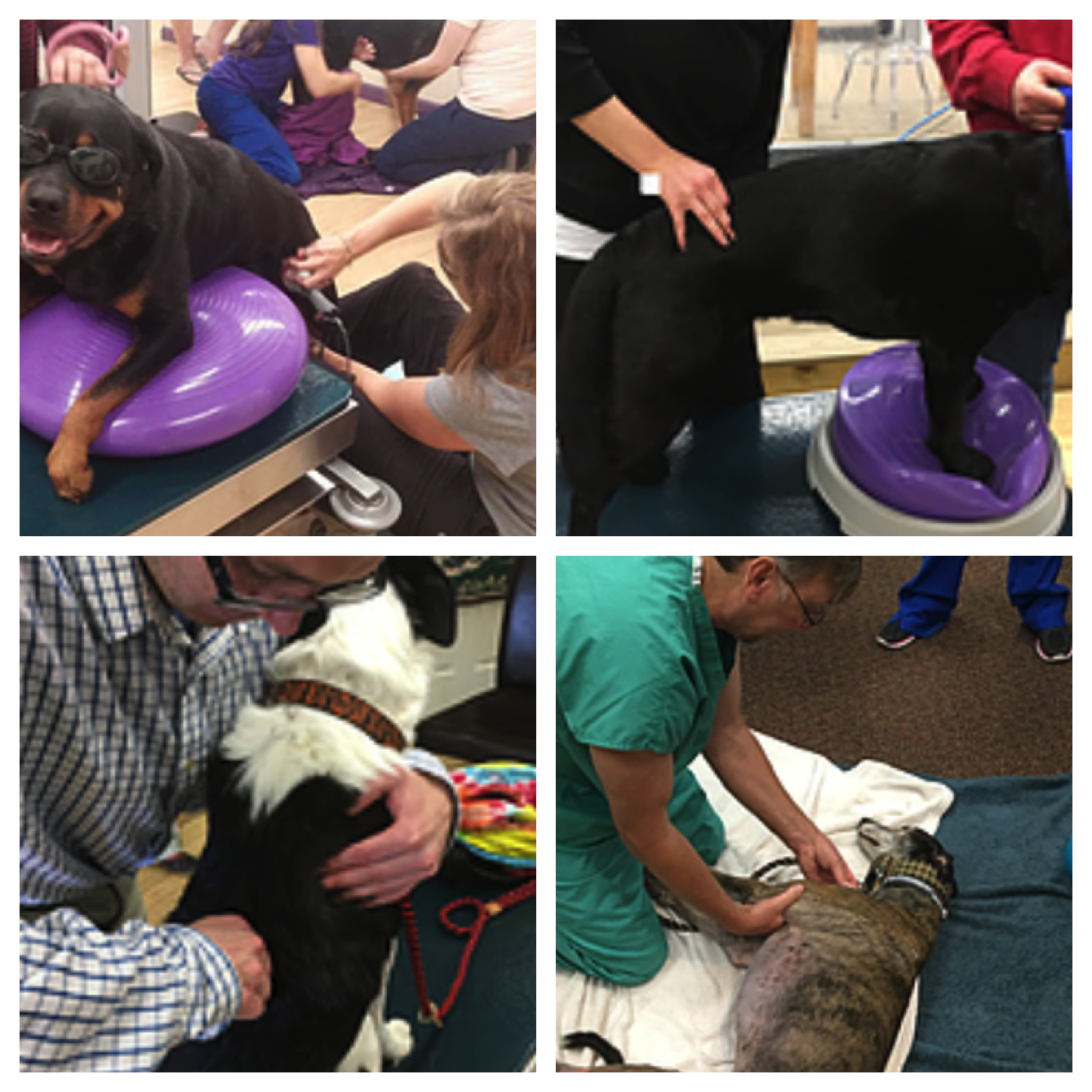 four examples of dog joint mobilization