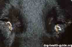 Dog Keratoconjunctivitis Dog Keratoconjunctivitis